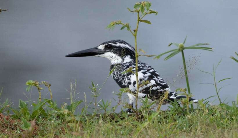 Colombo: Bird watching around Colombo-Guided Tour - 06 hours - Why Colombo can surprise birdwatchers