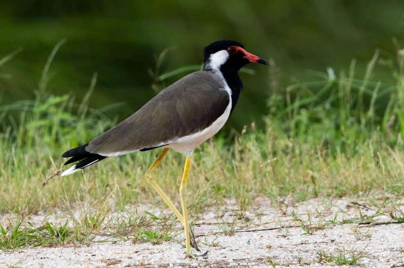 Colombo: Bird watching around Colombo-Guided Tour - 06 hours - First stop: about two and a half hours around wetland habitat