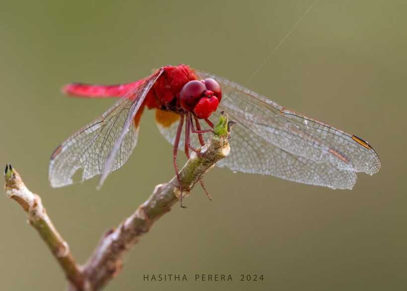 Colombo: Bird watching around Colombo-Guided Tour - 06 hours - Third stop: a final one and a half hours before Colombo