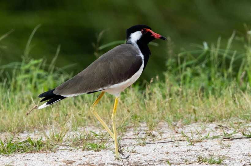 Colombo: Bird watching around Colombo-Guided Tour - 06 hours - What the $76 price covers