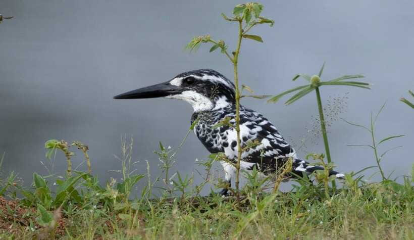 Colombo: Bird watching around Colombo-Guided Tour - 06 hours - Who will enjoy this tour most