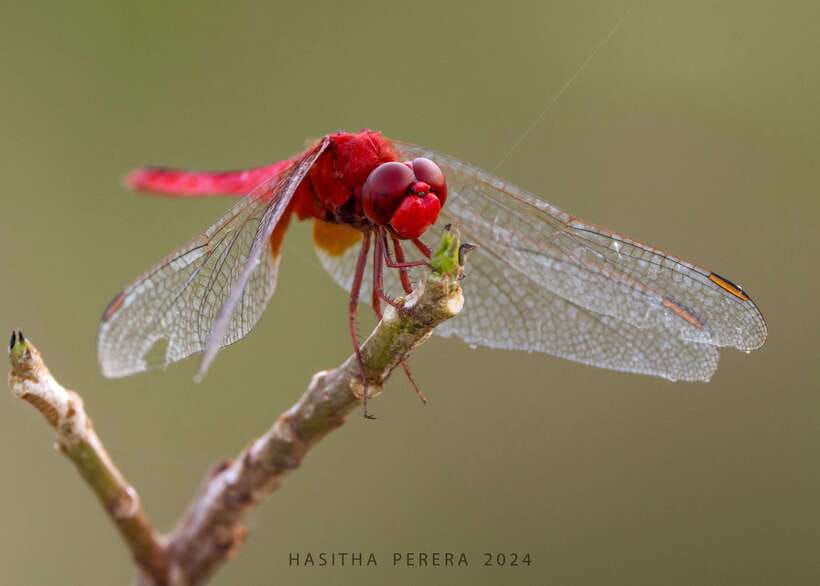 Colombo: Bird watching around Colombo-Guided Tour - 06 hours - Starting early from your Colombo hotel
