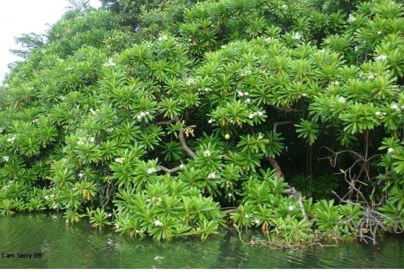 Colombo/Negombo: Muthurajawela & Dutch Canal Boat Adventure - The 6:00 a.m. Start From Your Hotel