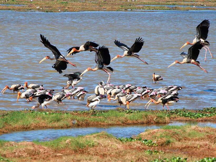 Colombo/Negombo: Muthurajawela & Dutch Canal Boat Adventure - What You Can Realistically Expect to See