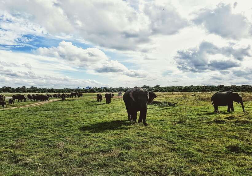 Colombo/Negombo: Sigiriya, Dambulla, and Minneriya Safari - Should you book this tour?