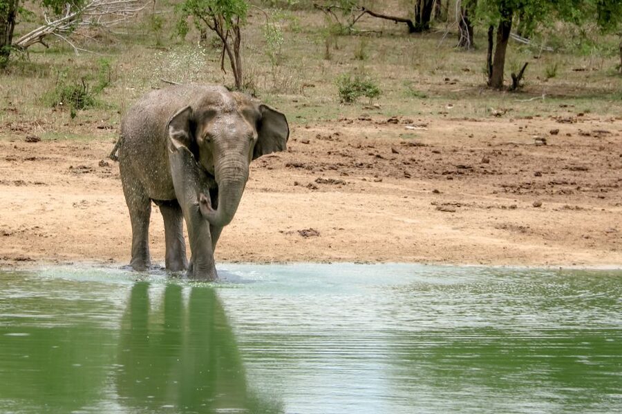Colombo/Negombo: Sigiriya, Kandy, Ella 3-Day Trip with Train - Who should book this trip
