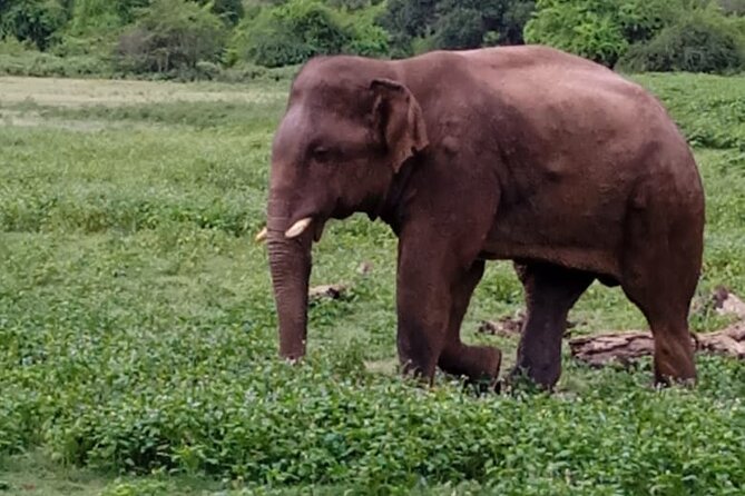 Colombo , Negombo to Trincomalee Transfer and Safari - Is $135 good value?