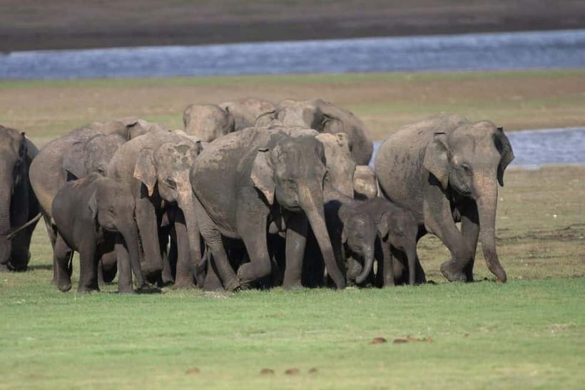 Colombo: Sigiriya, Dambulla Caves, & Wildlife Day Tour - What the guide can add to the day