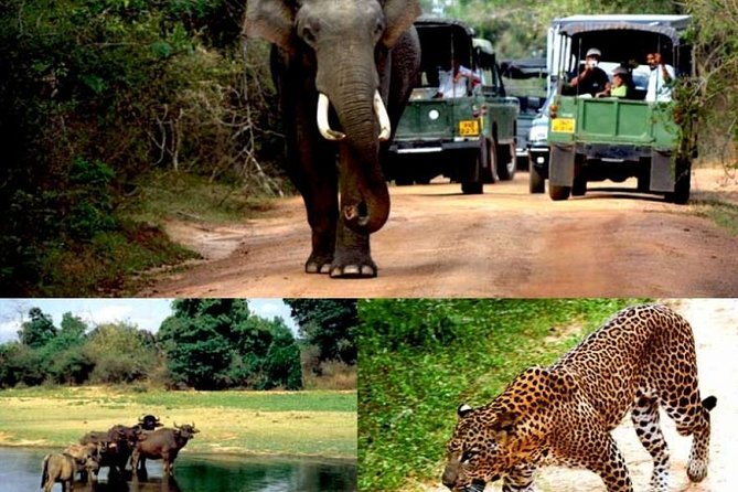 Colombo to Kandy,Ella & Yala 3 Day Tour - Kandy starts with gardens and a sacred relic