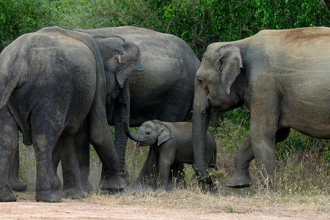 Colombo to Kandy,Ella & Yala 3 Day Tour - The Kandy train morning requires careful timing