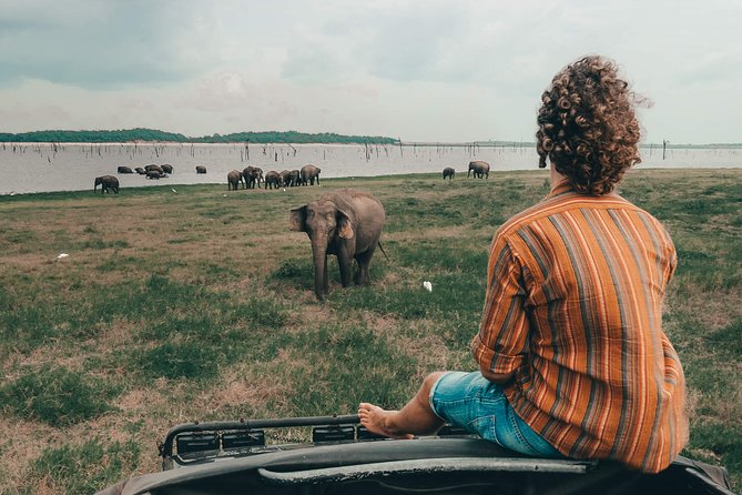 Colombo to Trincomalee Shuttle & Safari Drive - Minneriya and the Elephant Country Around It