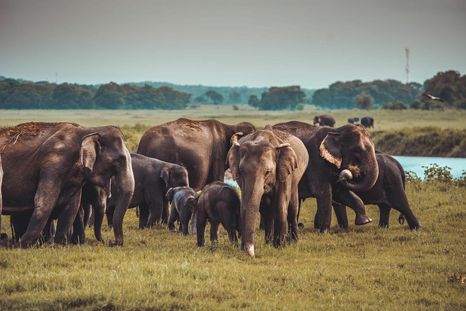 Colombo to Trincomalee Shuttle & Safari Drive - What the $140 Price Really Covers