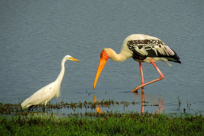 Colombo to Trincomalee Shuttle & Safari Drive - A Small Group, But Not Always a Private Tour