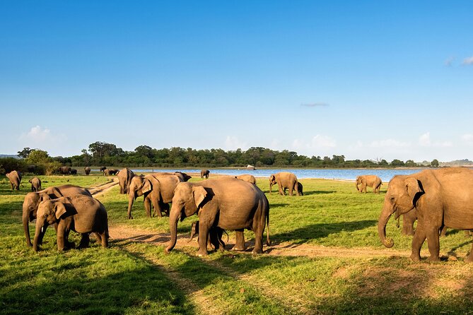 Colombo to Trincomalee Shuttle & Safari Drive - The Guide and Driver Can Shape the Day