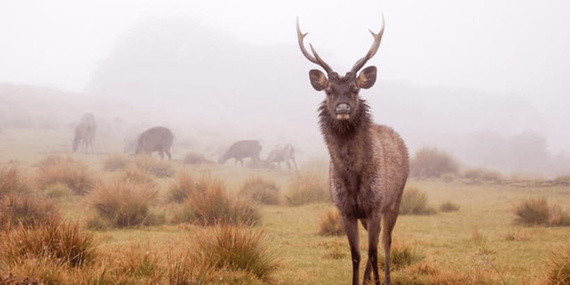 Comprehensive Excursion: Horton Plains and Pedro Tea Factory - Walking the three-hour route to World’s End