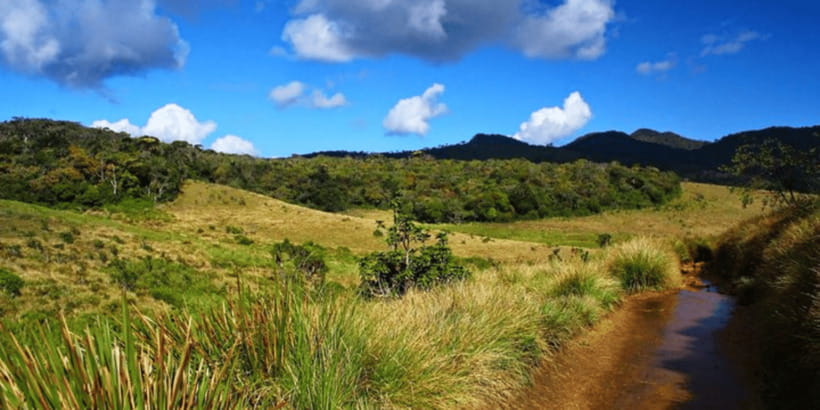 Comprehensive Excursion: Horton Plains and Pedro Tea Factory - Weather, fitness, and what to pack