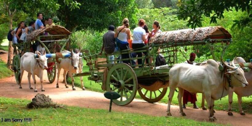 Dambulla: Caves Temple & Traditional Village Tour with Lunch - Hiriwadunna changes the pace