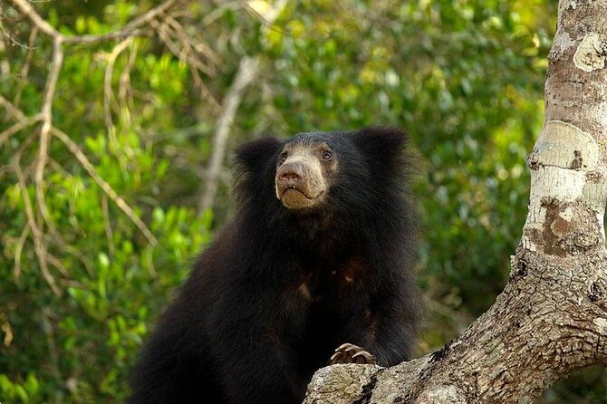 Day Excursion to Yala National Park From Colombo - Why Yala makes this a serious day trip