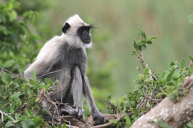 Day Excursion to Yala National Park From Colombo - Watching Sri Lanka change beyond the city