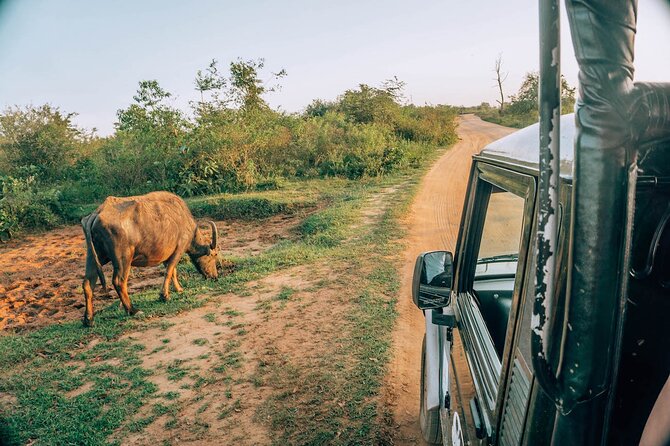 Day Excursion to Yala National Park From Colombo - Inside Yala on a three-hour Jeep safari