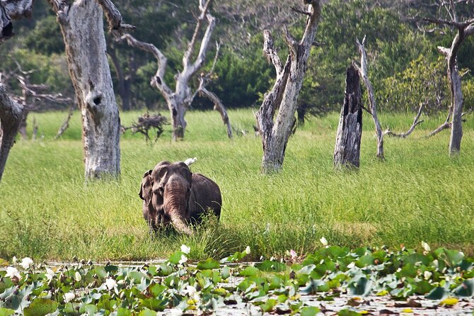 Day Excursion to Yala National Park From Colombo - Food, clothing, and small details that matter