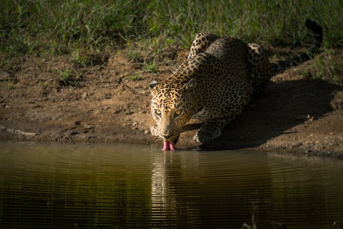Day Excursion to Yala National Park From Colombo - Who should book this Colombo to Yala trip