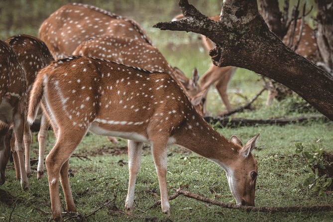 Day Excursion to Yala National Park From Colombo - Leaving Colombo at 6:00 am
