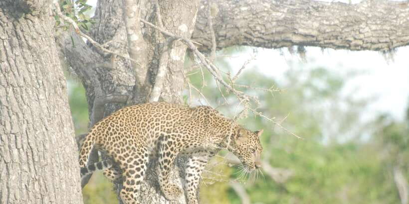 Day Safari From Hambantota - Clothing, shade, and what to bring