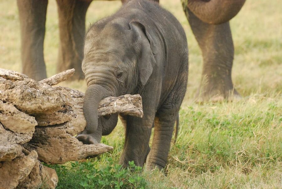 Day Safari From Hambantota - Who will enjoy this safari most?
