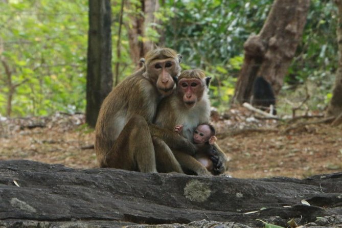 Day Tour from Dambulla to Sigiriya or Pidurangala & Polonnaruwa - Polonnaruwa: a compact ancient capital