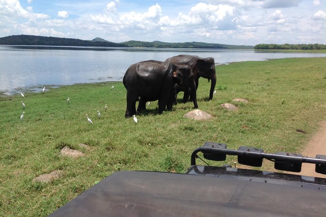 Day Tour from kandy to Sigiriya, Dambulla & National Park safari. - The driver can shape the whole experience