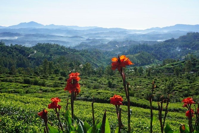 Day Tour of Nuwara Eliya - Who will enjoy this day most?