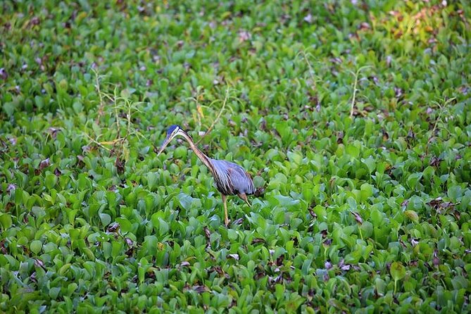 Day Tour to Anawilundawa Wetland Sanctuary - Why Anawilundawa is worth the trip from Negombo