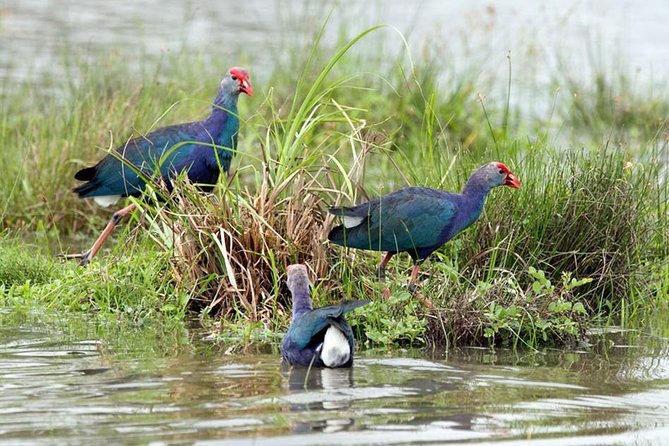 Day Tour to Anawilundawa Wetland Sanctuary - Spending five hours in the wetland