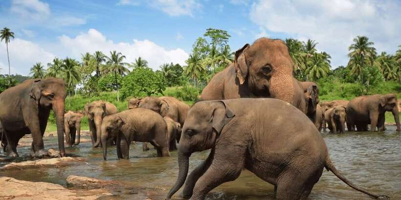 Day Tour to Elephant Orphanage / spice garden - Key points before you book