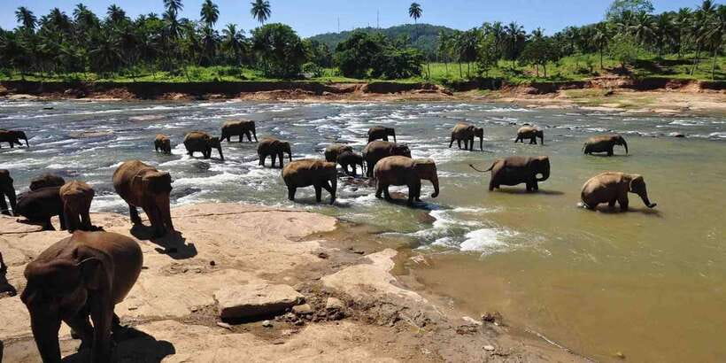 Day Tour to Elephant Orphanage / spice garden - Why the river matters more than the enclosure