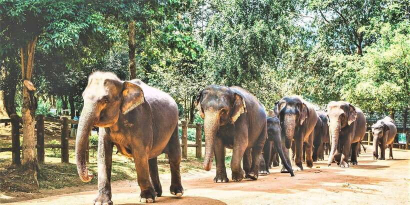 Day Tour to Elephant Orphanage / spice garden - Watching the elephants at Pinnawala