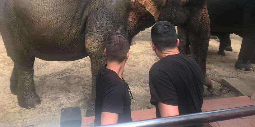 Day Tour to Elephant Orphanage / spice garden - FAQ