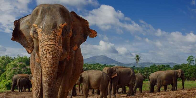 Day Tour to Elephant Orphanage / spice garden - The Colombo to Pinnawala road trip