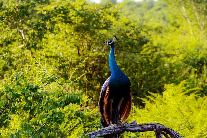 Day tour to Minneriya National Park,Sigiriya & Dambulla from Kandy - Minneriya National Park and the elephant drive