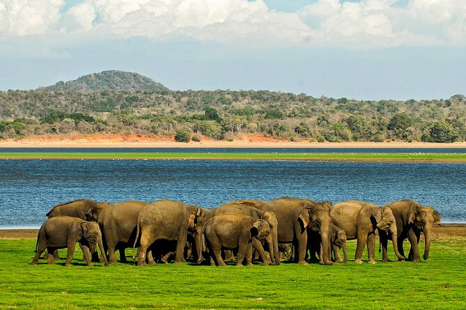 Day tour to Minneriya National Park,Sigiriya & Dambulla from Kandy - The real price, not just the advertised fare