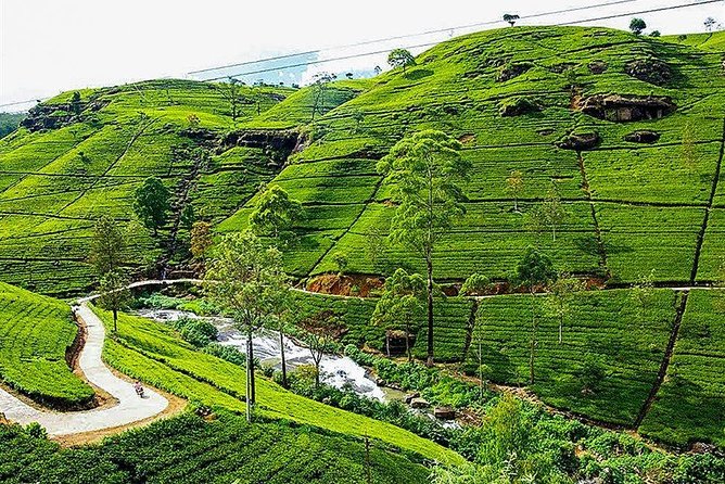 Day Tour to Nuwara Eliya from Kandy by Lux Tours Lanka - Key points to know before you book