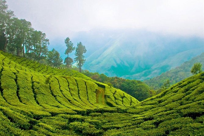 Day Tour to Nuwara Eliya from Kandy by Lux Tours Lanka - The driver can shape the quality of the day