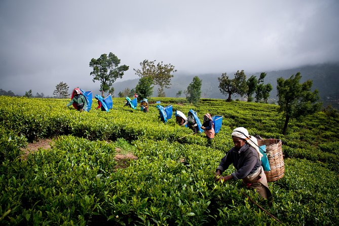 Day tour to Nuwareeliya (Little England) from Kandy - Gregory Lake and the final change of pace
