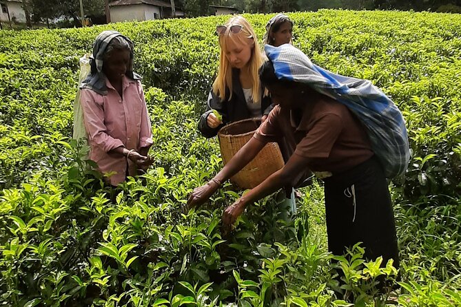 Day tour to Nuwareeliya (Little England) from Kandy - The guide can shape the whole day