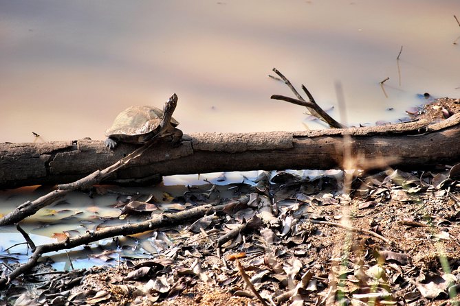 Day Tour to Wilpattu National Park from Colombo - What the safari feels like for families and photographers