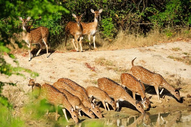 Day Tour to Wilpattu National Park from Colombo - Meals, park fees, and the real cost of the tour