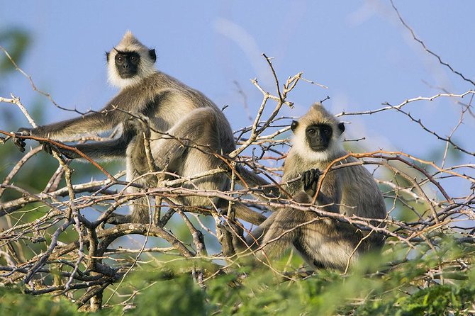 Day Tour to Wilpattu National Park from Colombo - The guide, driver, and wildlife spotting