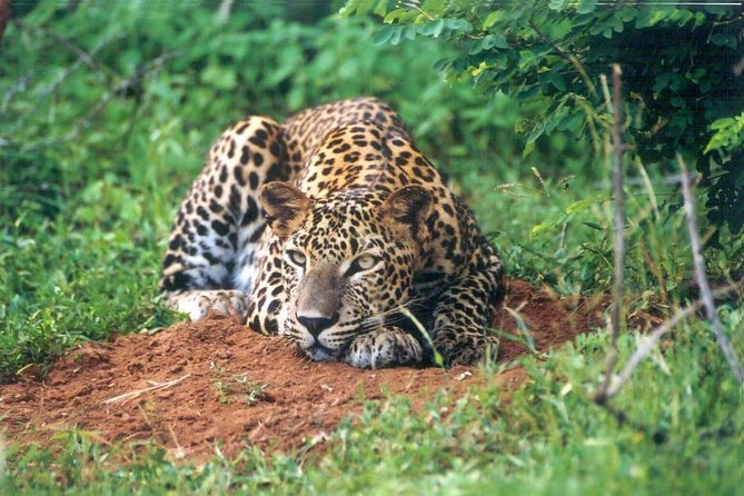 Day Tour to Wilpattu National Park from Colombo - Should you book the $150 Wilpattu safari?