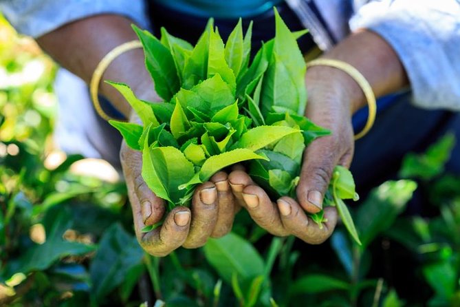 Day Trip to Nuwara Eliya with Kingfisher Tours - What the guides add to the day